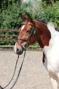 Ludo