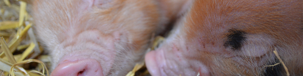 pigs header