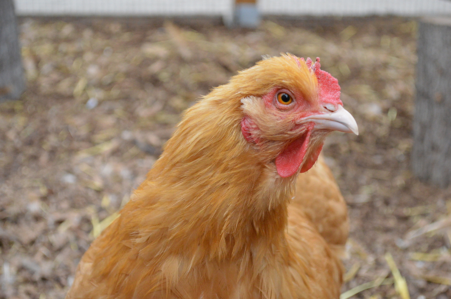 Buff Orpington Hen