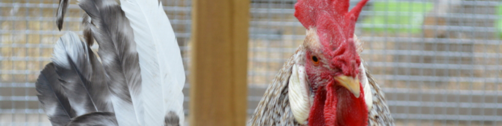 chicken header