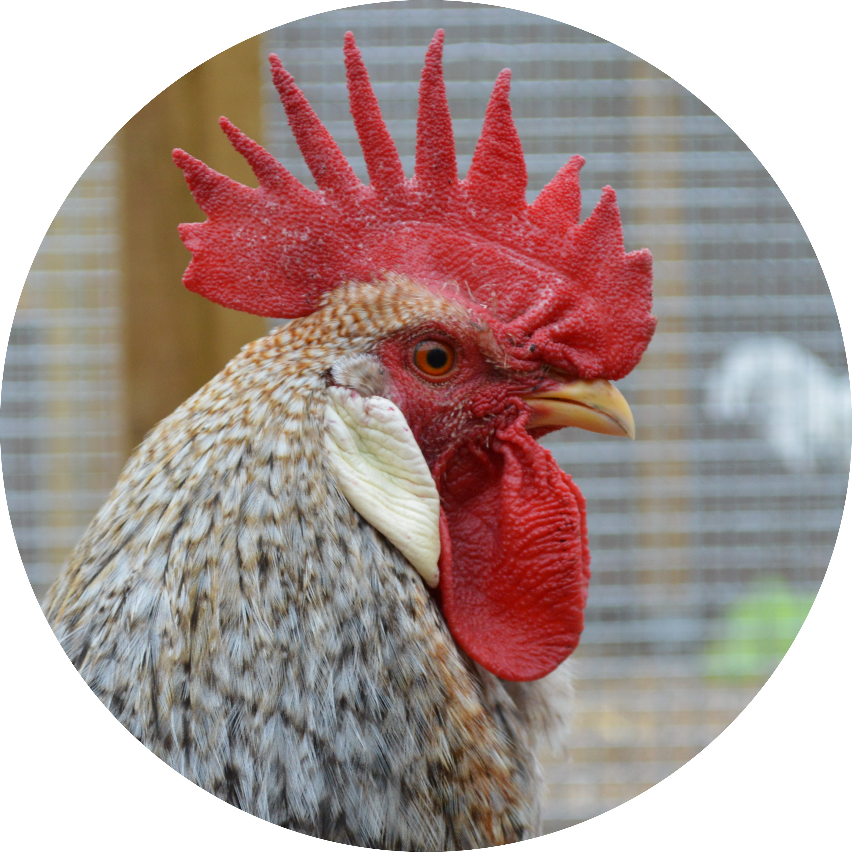 Legbar Cockerel