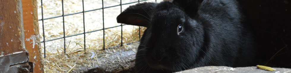 Rabbitheader