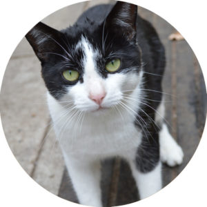 cat_circle