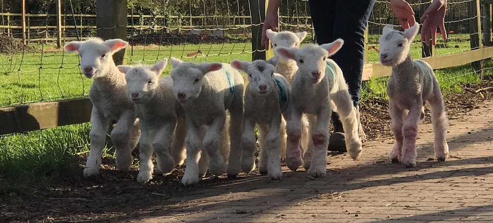lambs2017