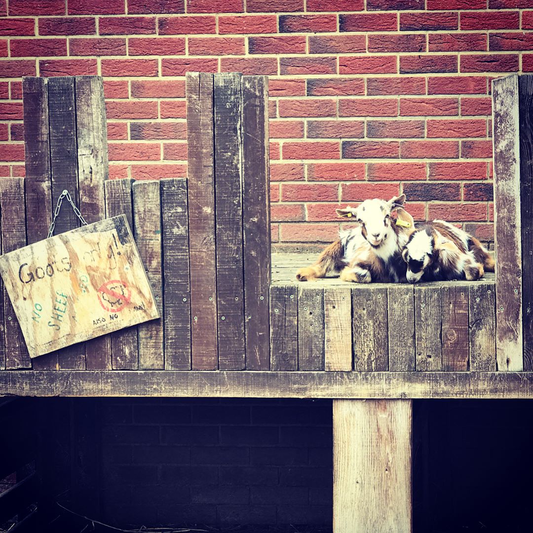 The pitter patter of tiny feet… Deen City Farm