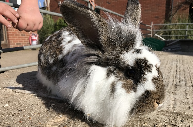 Rabbit 1