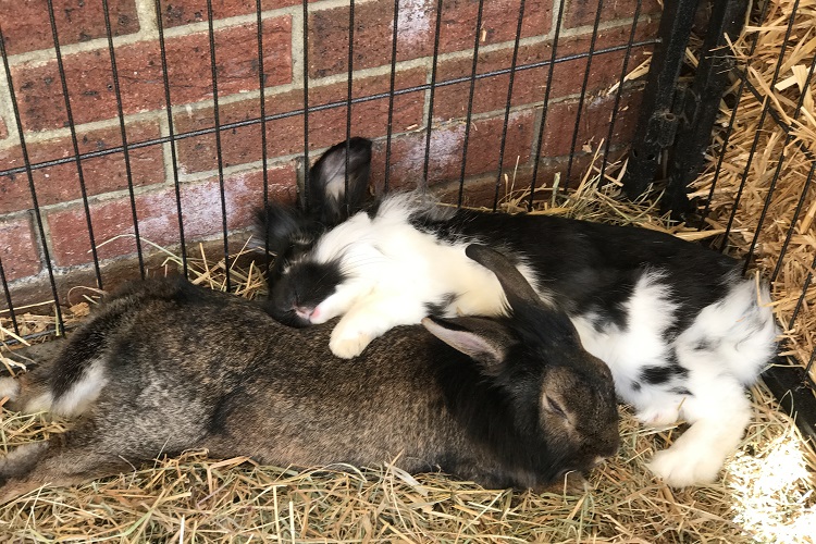 Rabbit 3