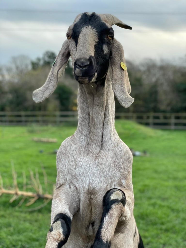 Goats | Deen City Farm