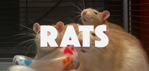 Rats