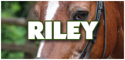 RileyHorse