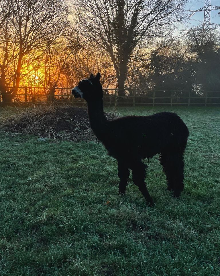 Kimby the Alpaca | Deen City Farm