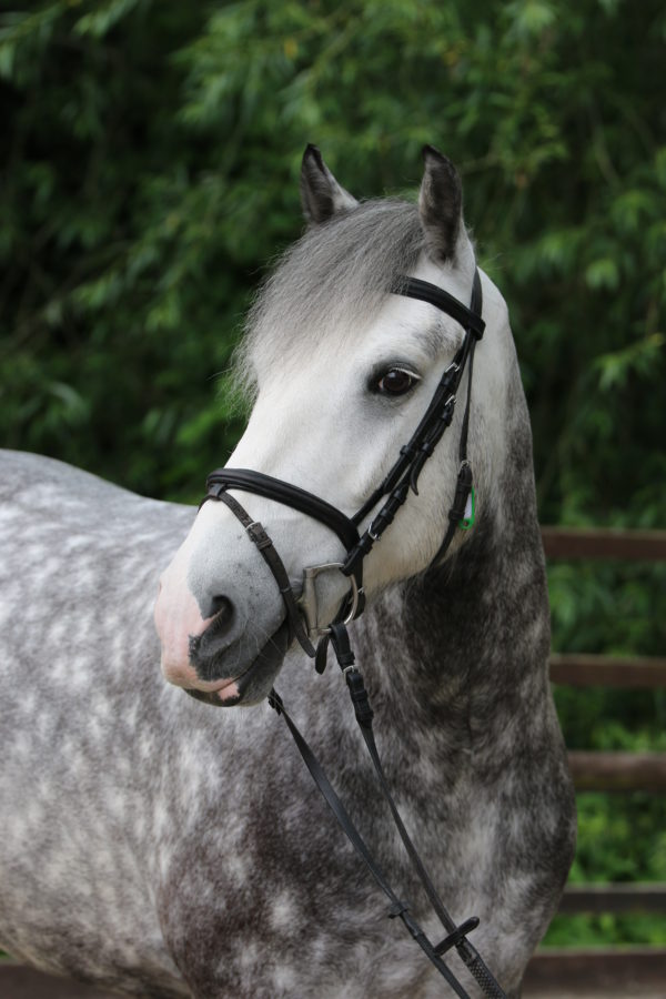 Horse Sponsorship Classic