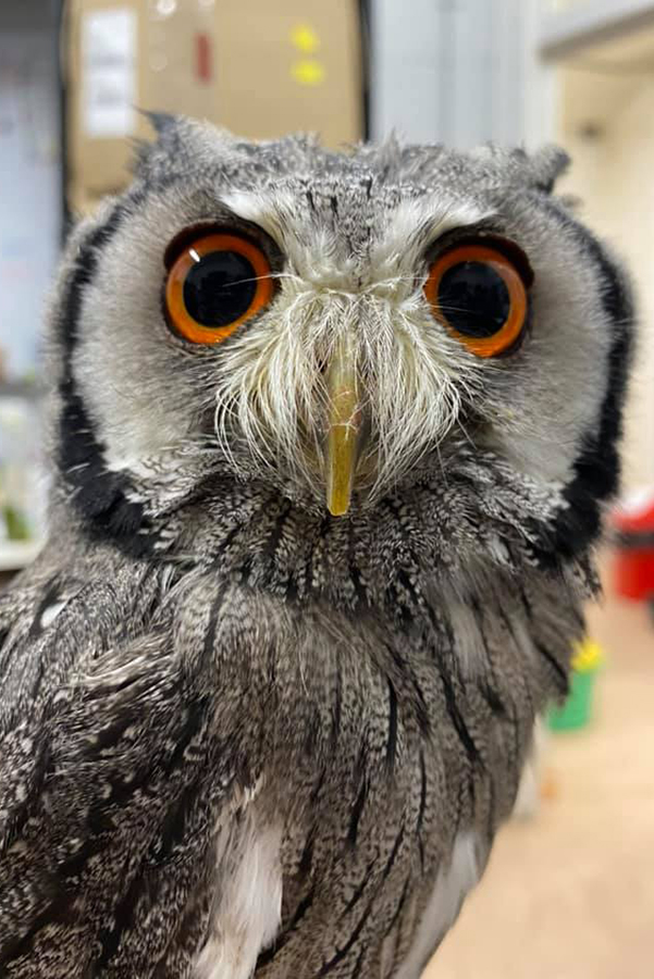 The Owl | Deen City Farm