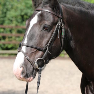 Horse Sponsorship - Premium