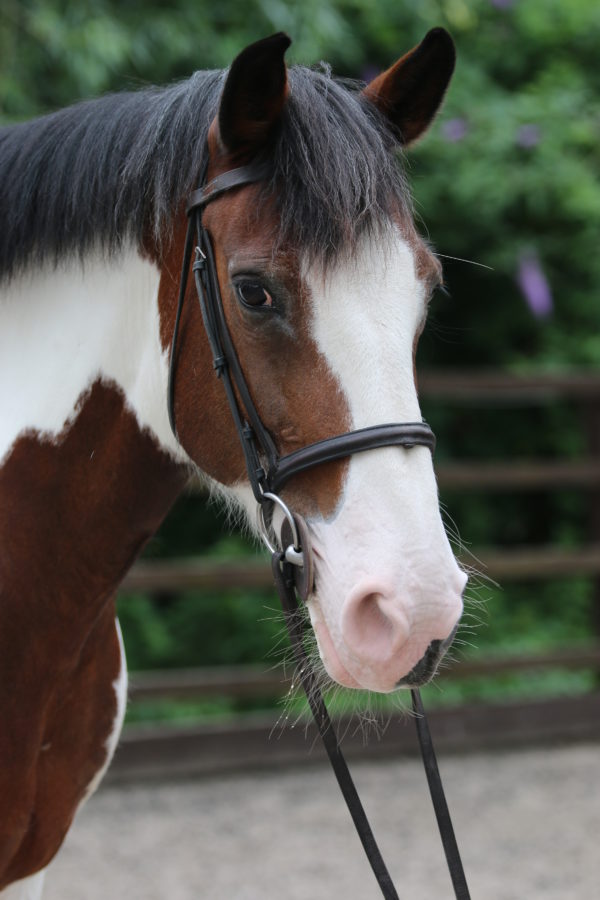 Trio, the horse | Deen City Farm & Riding School