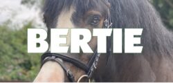 bertie button