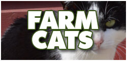 CatsDCF