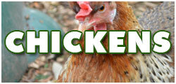 ChickenDCF