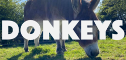 Donkeys