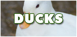 DucksDCF