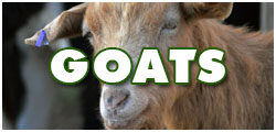 GoatsDCF