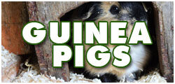 GuineaDCF
