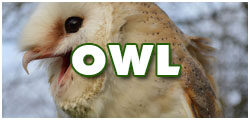 OwlDCF