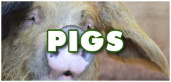 PigsDCF