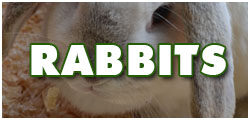 RabbitsDCF