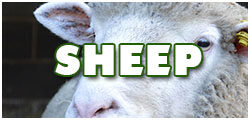 SheepDCF